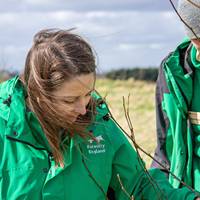 Bedgebury Illuminated Trail - Plant a Tree