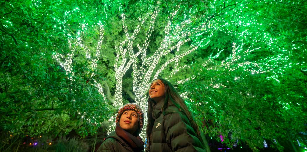 Christmas at Botanics - Group Bookings
