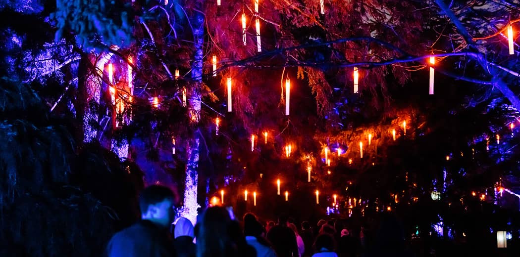 Bedgebury Illuminated Trail - Group Bookings