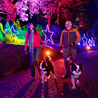 Christmas at Bedgebury