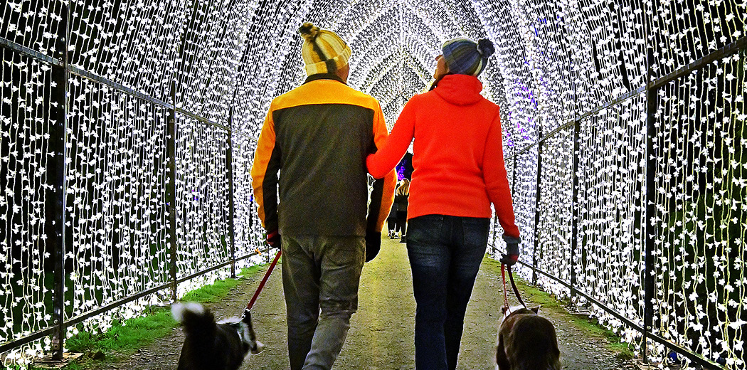 Bedgebury Illuminated Trail - Group Bookings