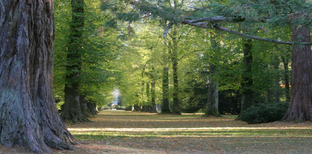 Christmas at Westonbirt - Care For A Tree