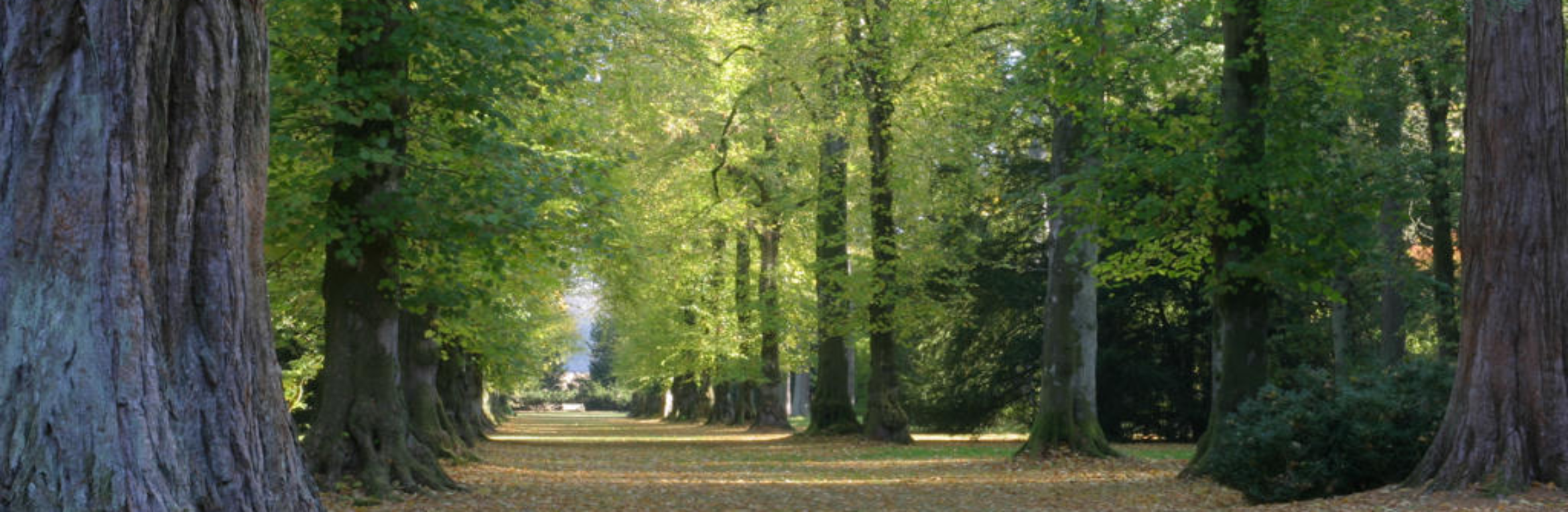 Care For A Tree
