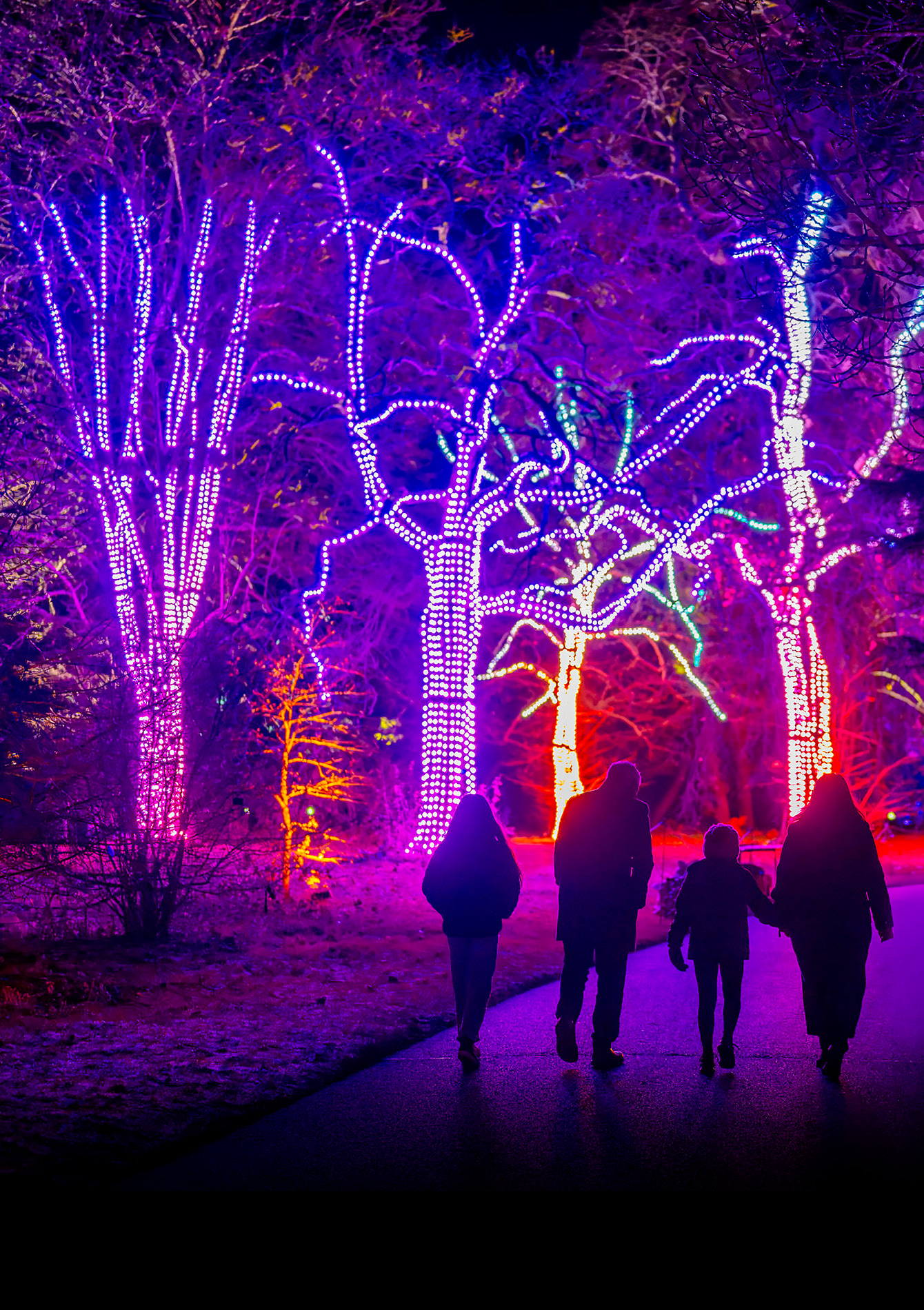 Christmas at the Botanics