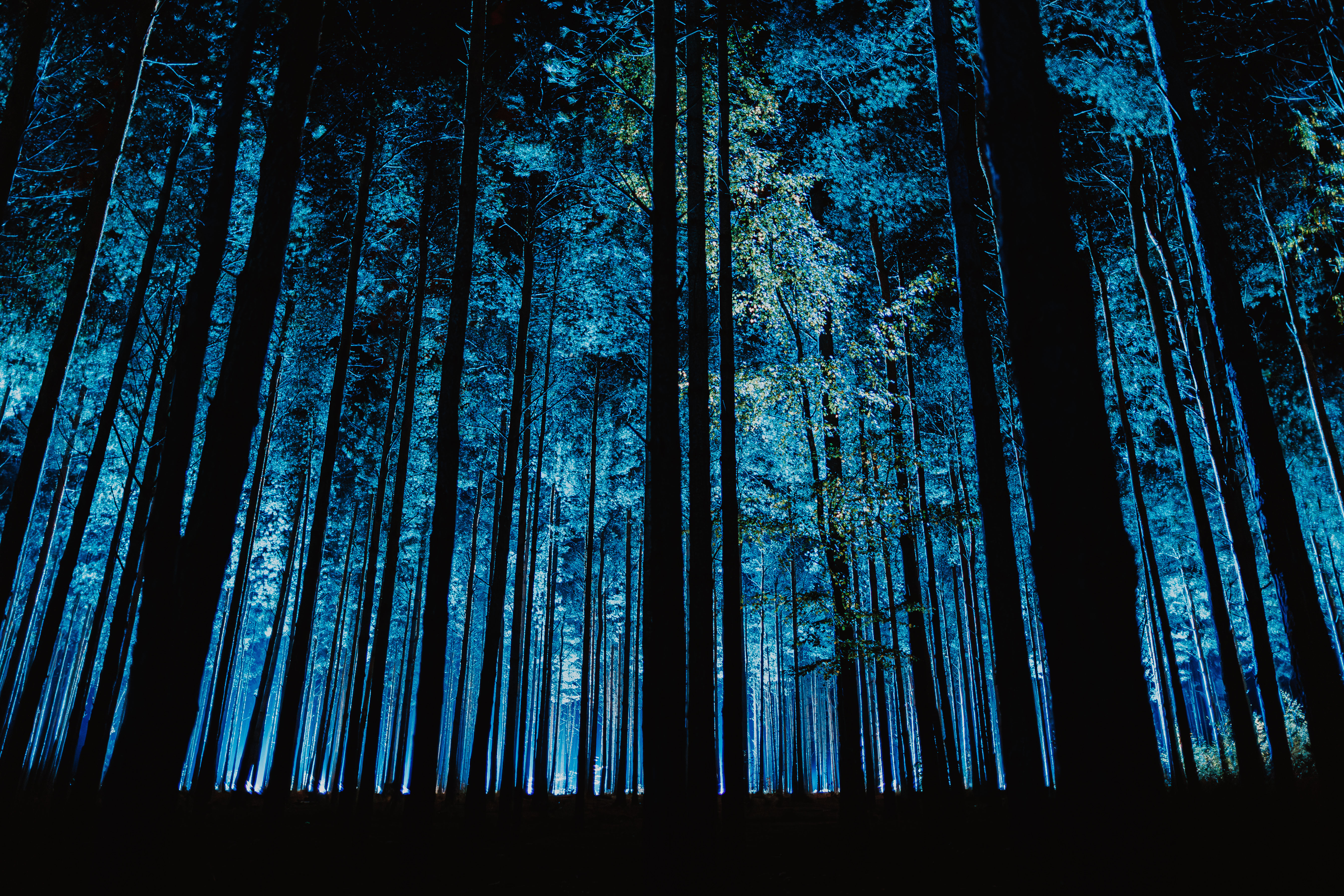 Halloween at Moors Valley - FAQs