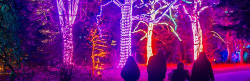 Christmas at the Botanics